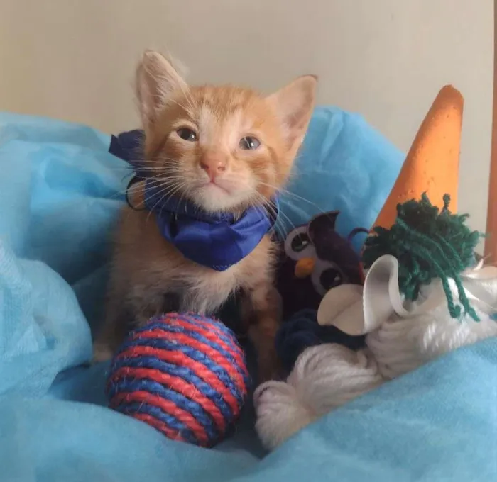 Gato ra a SRD-ViraLata idade Abaixo de 2 meses nome LEK