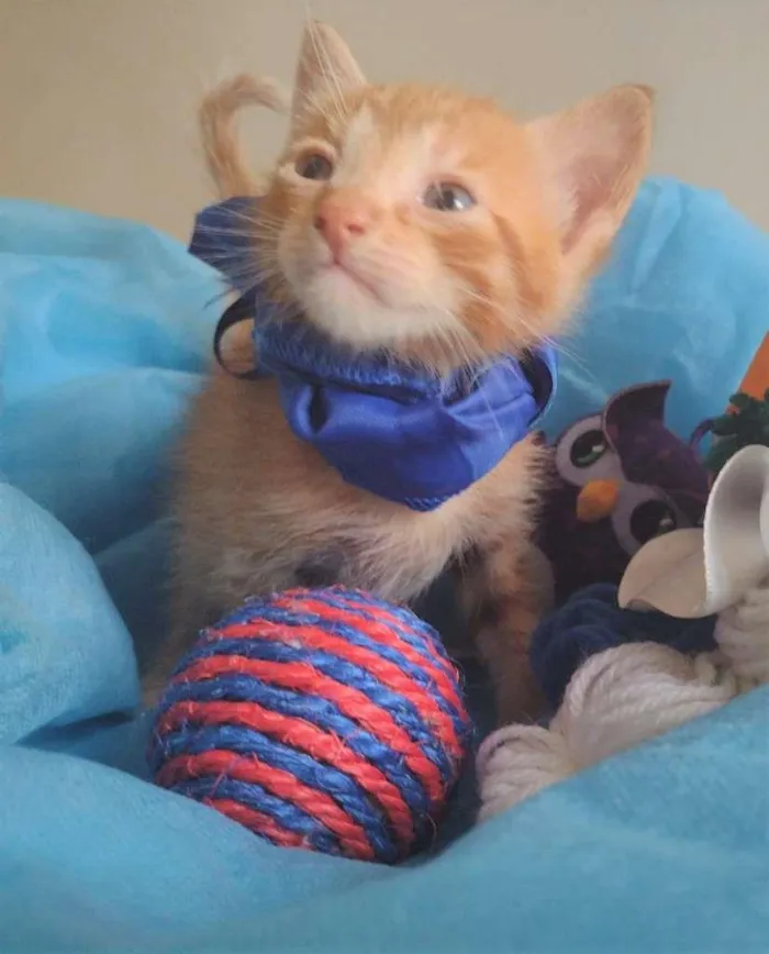 Gato ra a SRD-ViraLata idade Abaixo de 2 meses nome LEK