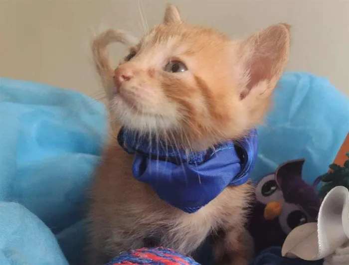 Gato ra a SRD-ViraLata idade Abaixo de 2 meses nome LEK