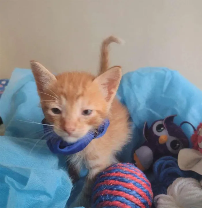 Gato ra a SRD-ViraLata idade Abaixo de 2 meses nome LEK