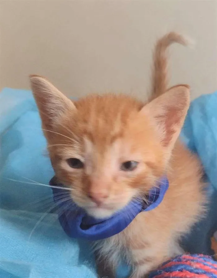 Gato ra a SRD-ViraLata idade Abaixo de 2 meses nome LEK