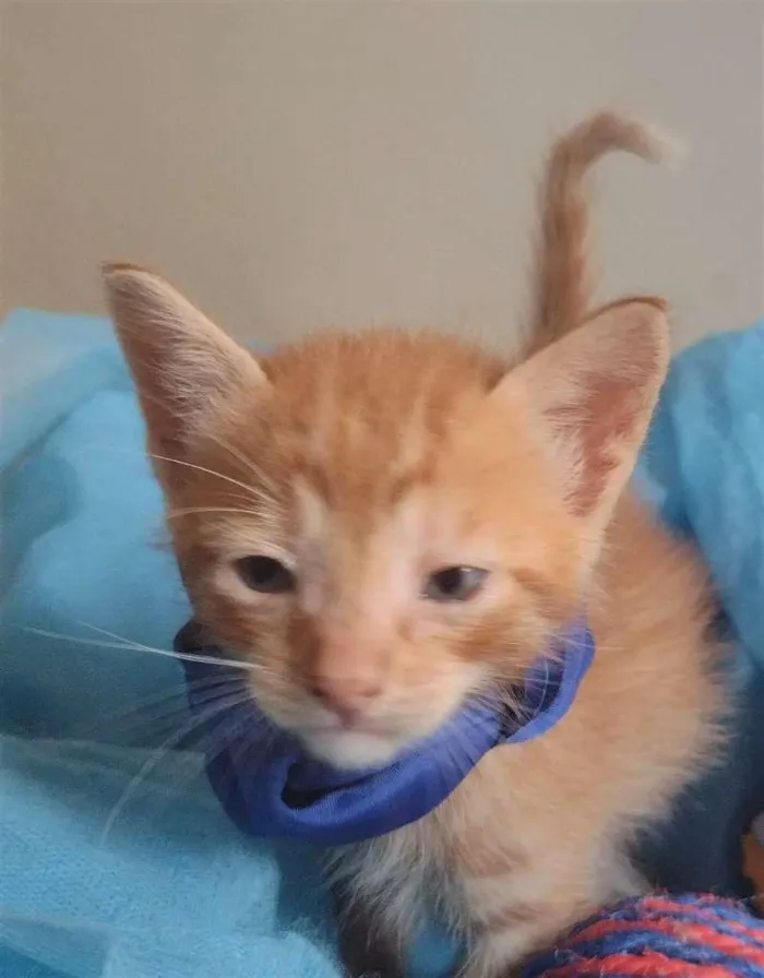 Gato ra a SRD-ViraLata idade Abaixo de 2 meses nome LEK