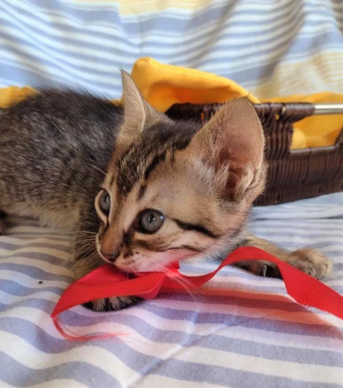Gato ra a SRD-ViraLata idade Abaixo de 2 meses nome HANS