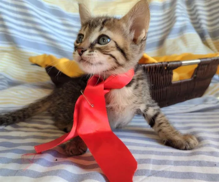 Gato ra a SRD-ViraLata idade Abaixo de 2 meses nome HANS
