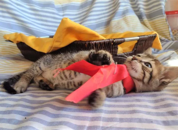 Gato ra a SRD-ViraLata idade Abaixo de 2 meses nome HANS