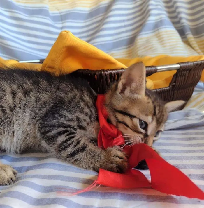 Gato ra a SRD-ViraLata idade Abaixo de 2 meses nome HANS