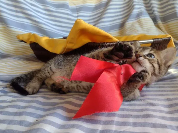Gato ra a SRD-ViraLata idade Abaixo de 2 meses nome HANS