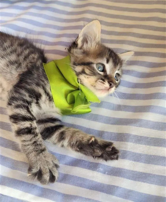 Gato ra a SRD-ViraLata idade Abaixo de 2 meses nome HALF