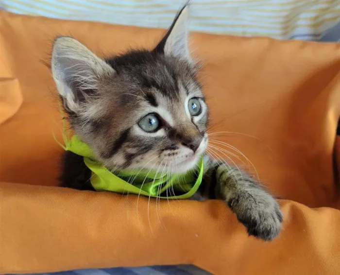 Gato ra a SRD-ViraLata idade Abaixo de 2 meses nome HALF
