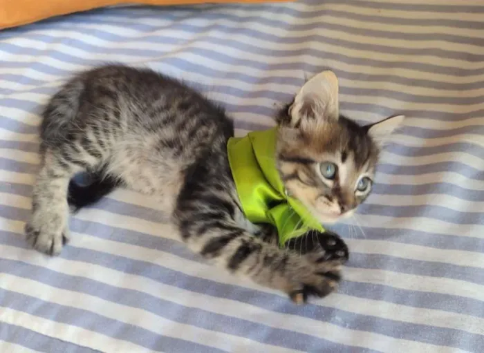 Gato ra a SRD-ViraLata idade Abaixo de 2 meses nome HALF