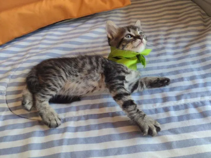 Gato ra a SRD-ViraLata idade Abaixo de 2 meses nome HALF