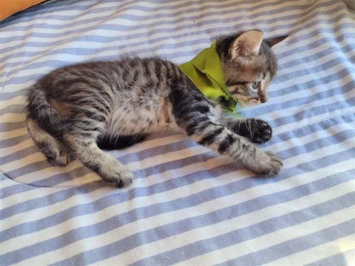 Gato ra a SRD-ViraLata idade Abaixo de 2 meses nome HALF