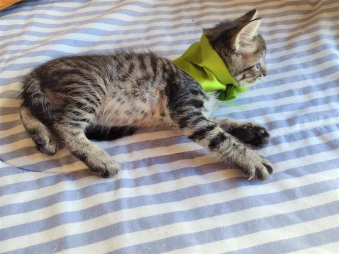 Gato ra a SRD-ViraLata idade Abaixo de 2 meses nome HALF
