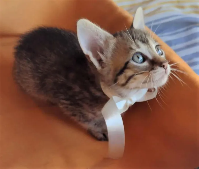 Gato ra a SRD-ViraLata idade Abaixo de 2 meses nome HANGUS
