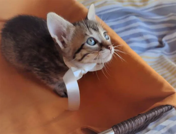 Gato ra a SRD-ViraLata idade Abaixo de 2 meses nome HANGUS