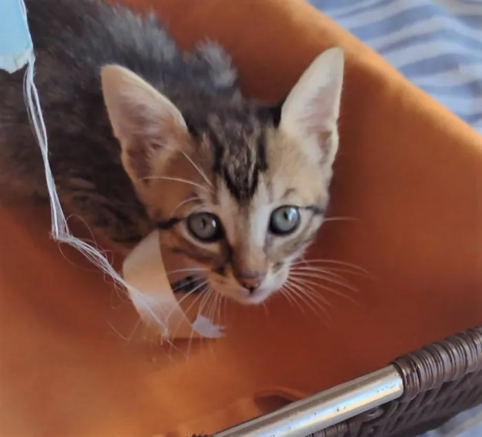 Gato ra a SRD-ViraLata idade Abaixo de 2 meses nome HANGUS