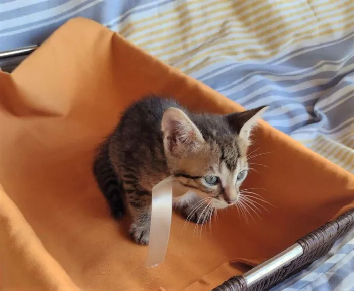 Gato ra a SRD-ViraLata idade Abaixo de 2 meses nome HANGUS