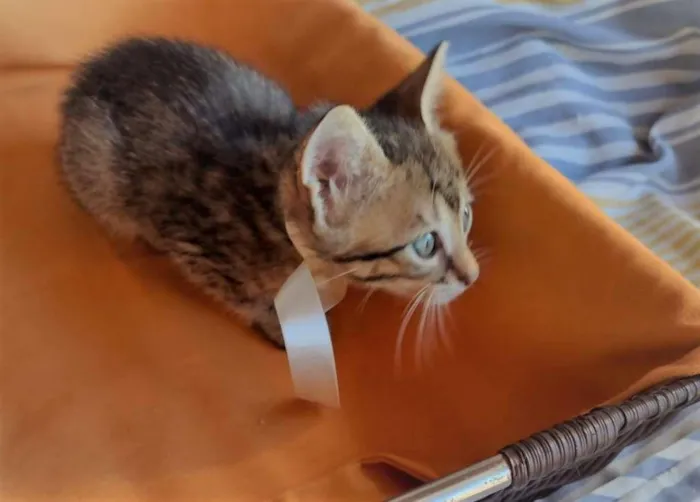 Gato ra a SRD-ViraLata idade Abaixo de 2 meses nome HANGUS
