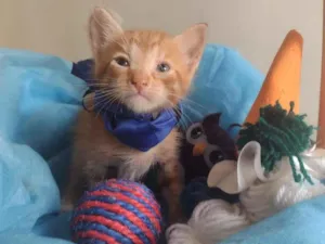 Gato raça SRD-ViraLata idade Abaixo de 2 meses nome LEK