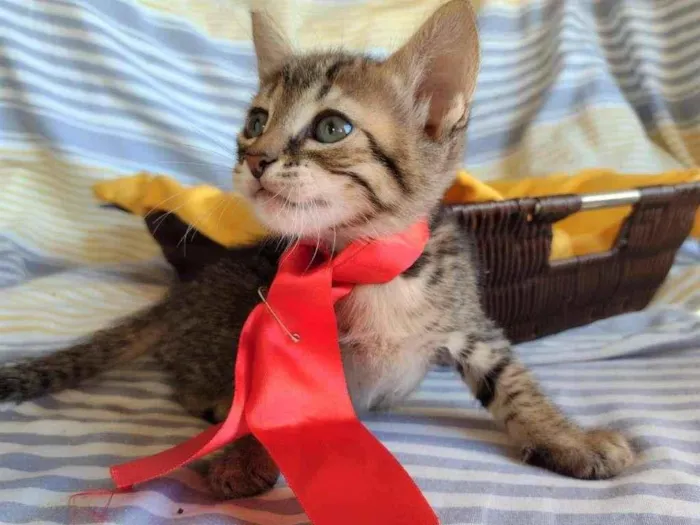 Gato ra a SRD-ViraLata idade Abaixo de 2 meses nome HANS