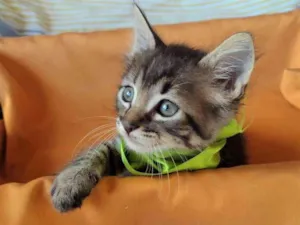 Gato raça SRD-ViraLata idade Abaixo de 2 meses nome HALF