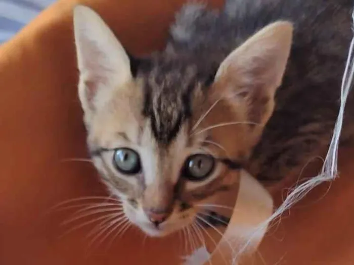 Gato ra a SRD-ViraLata idade Abaixo de 2 meses nome HANGUS