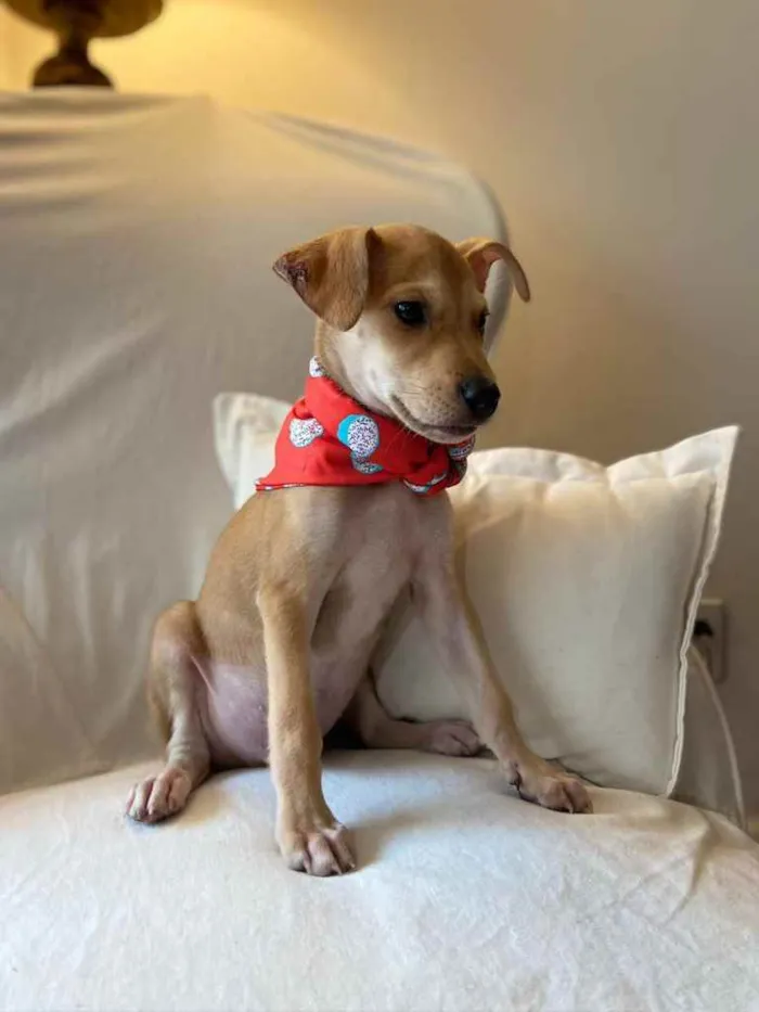 Cachorro ra a SRD idade 2 a 6 meses nome Bidu