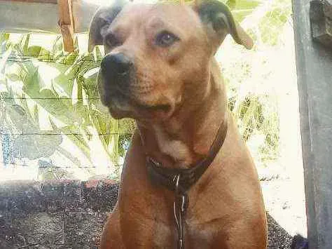 Cachorro ra a Vira-Lata idade 5 anos nome Sansão