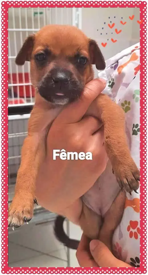 Cachorro raça SRD-ViraLata idade Abaixo de 2 meses nome Linda bebê
