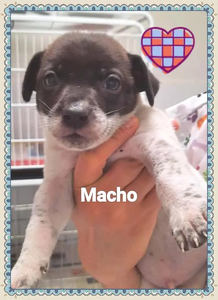 Cachorro raça SRD-ViraLata idade Abaixo de 2 meses nome Lindo Bebê