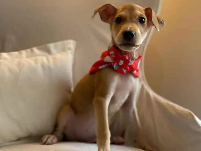 Cachorro ra a SRD idade 2 a 6 meses nome Bidu