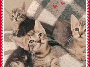 Gato raça SRD-ViraLata idade Abaixo de 2 meses nome Bebezinhos