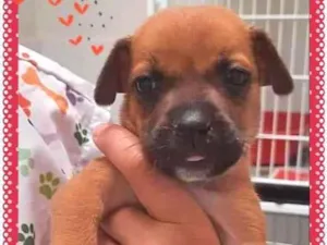 Cachorro raça SRD-ViraLata idade Abaixo de 2 meses nome Linda bebê