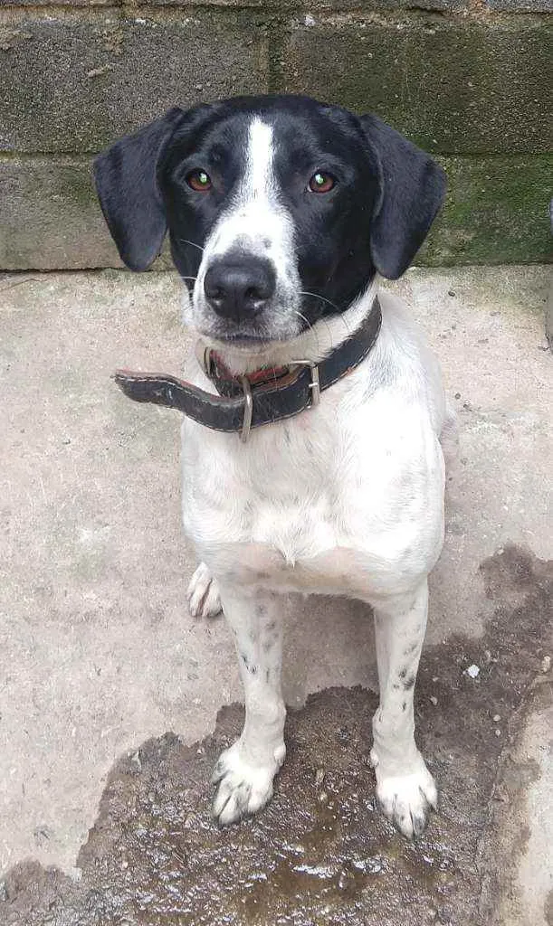 Cachorro ra a Comum idade 1 ano nome Ayumme