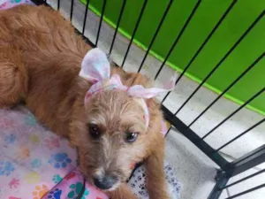 Cachorro raça Srd idade 7 a 11 meses nome Cindy