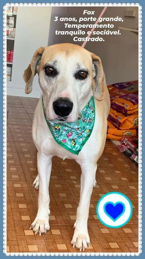 Cachorro raça Labrador Mix idade 3 anos nome Fox