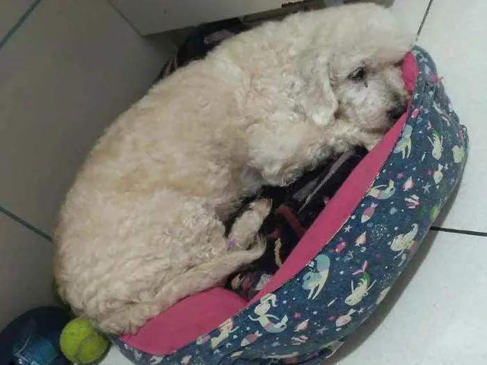 Cachorro ra a Srd idade 6 ou mais anos nome Juninho