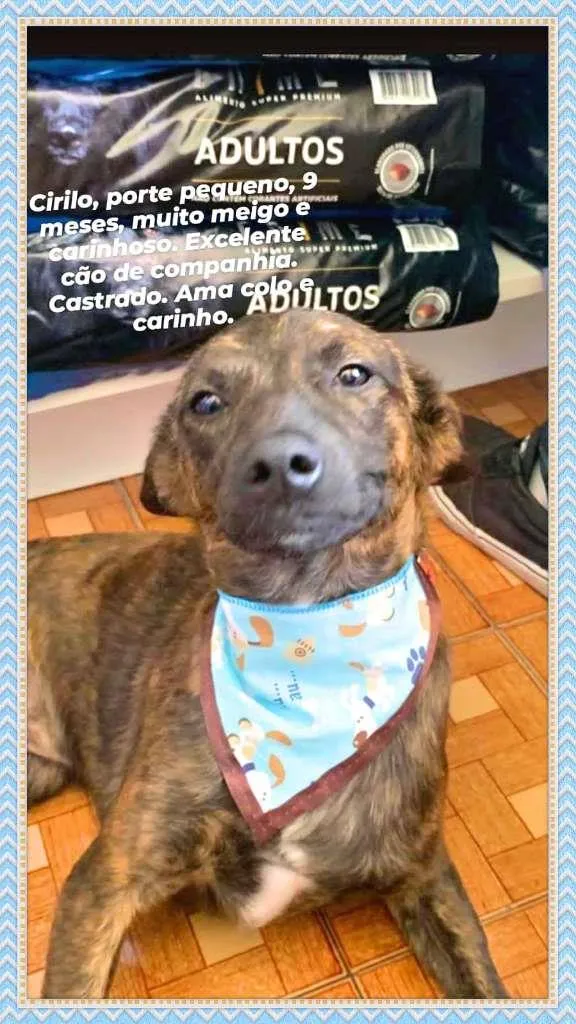 Cachorro raça SRD-ViraLata idade 7 a 11 meses nome Cirilo