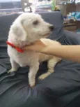 Juninho