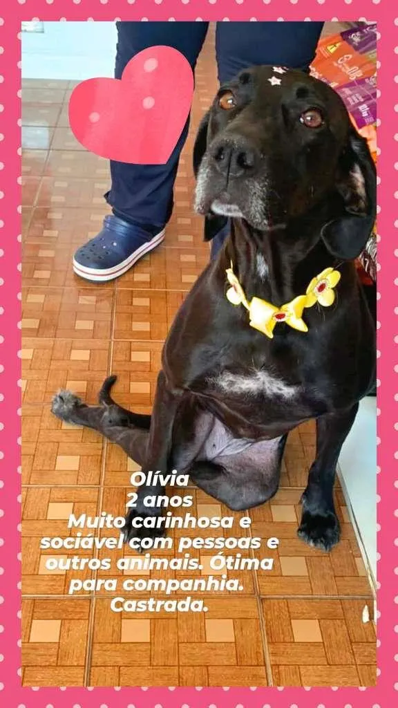 Cachorro raça Labrador Mix idade 2 anos nome Olivia