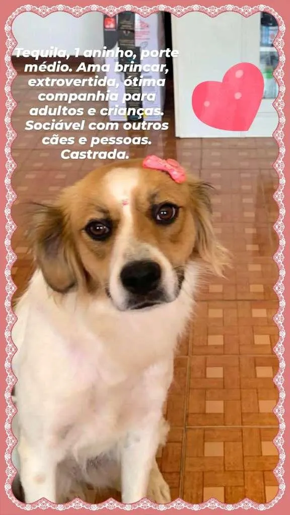 Cachorro raça SRD-ViraLata idade 1 ano nome Tequila
