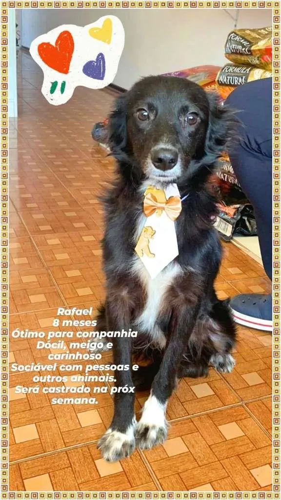Cachorro raça SRD-ViraLata idade 7 a 11 meses nome Rafael