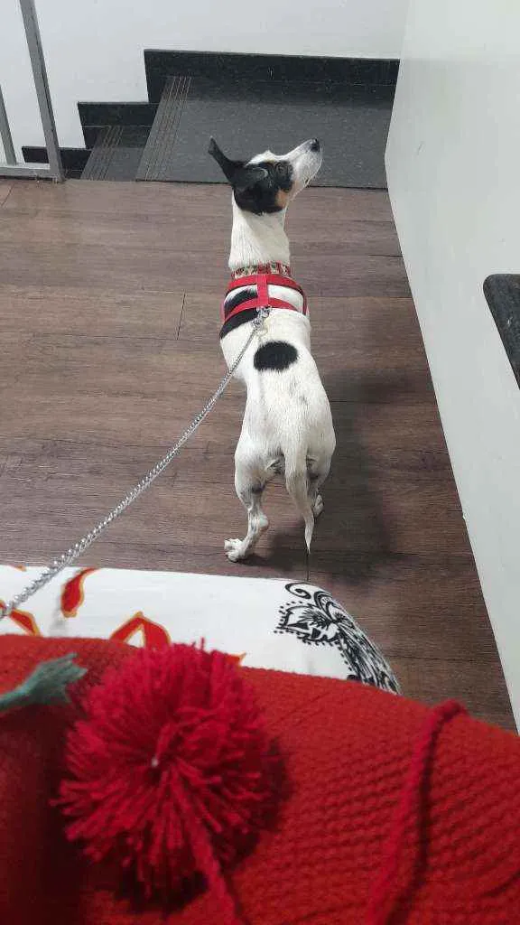 Cachorro ra a Fox Paulistinha tricolor  idade 3 anos nome SUNNY