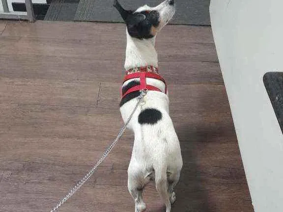 Cachorro ra a Fox Paulistinha tricolor  idade 3 anos nome SUNNY