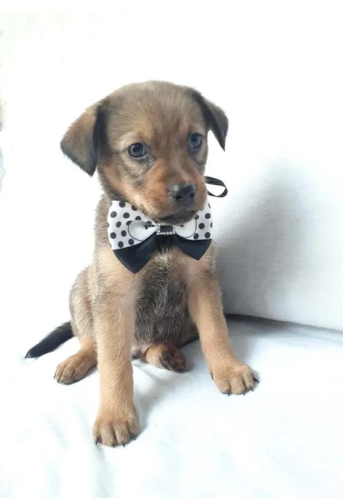 Cachorro ra a SRD-ViraLata idade 2 a 6 meses nome sem nome
