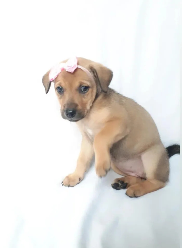 Cachorro ra a SRD-ViraLata idade 2 a 6 meses nome sem nome