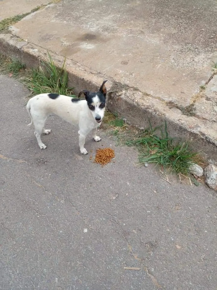 Cachorro ra a Fox Paulistinha tricolor  idade 3 anos nome SUNNY