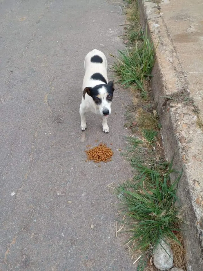 Cachorro ra a Fox Paulistinha tricolor  idade 3 anos nome SUNNY