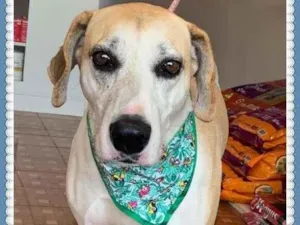 Cachorro raça Labrador Mix idade 3 anos nome Fox