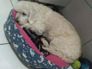 Cachorro raça Srd idade 6 ou mais anos nome Juninho